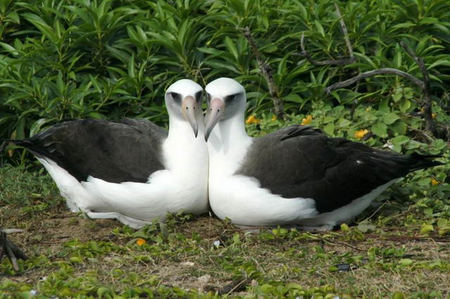 Лейсанские альбатросы