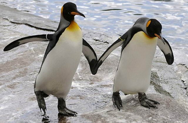 Водоплавающие птицы и пингвины